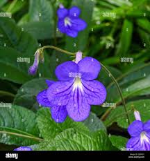 Image result for Streptocarpus glandulosissimus