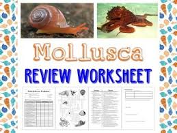 Mollusks Worksheet 1 Answer Key Nidecmege
