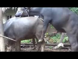 Youtube Animals Youtube World
