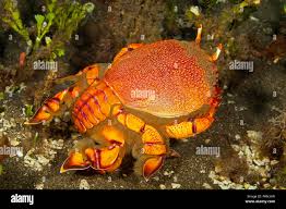 Image result for Crabbea nana