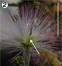 Image result for Pseudoprosopis