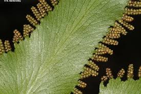 Image result for Lygodium