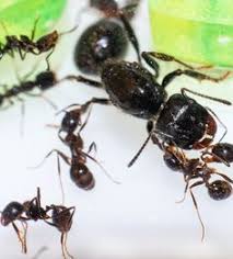 Pest control refers to the regulation or management of a species otherwise known as a pest. 93 Florida Environmental Pest Management Ideas In 2021 Pest Management Pests Pest Control