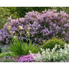 It has no significant negative characteristics. Lilac Dwarf Korean Flowering Shrub 3 Gallon Container Alsip Home Nursery