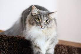 Check spelling or type a new query. 7 Grey Cat Breeds Bechewy