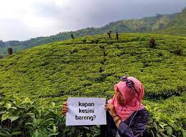 Refreshing singkat ke wisata agro gunung gambir. Kebun Teh Gunung Gambir Jember Indahnya Bikin Betah Tempat Wisata Di Jember Jawa Timur