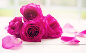 Rose love beautiful pink images flowers. Four Pink Flowers Hd Wallpapers Free Download Wallpaperbetter