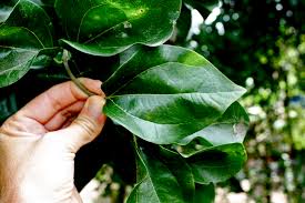 Image result for Loganiaceae