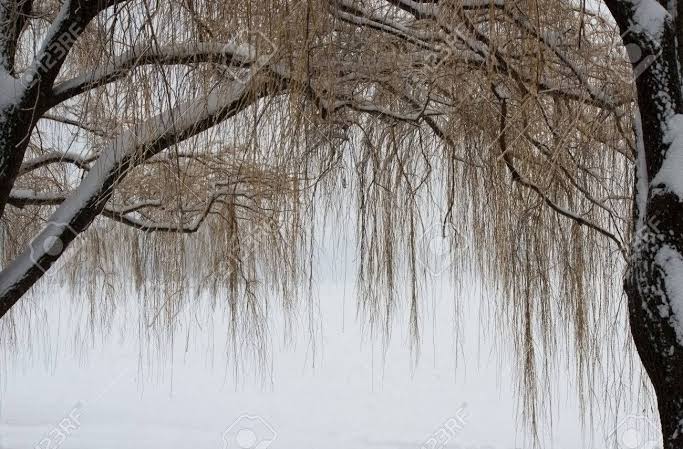 Resultado de imagen de sauces llorones en el invierno"