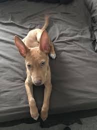 Shayne parker connected to 4 songs from deceiver (deluxe edition) jan 21, 2013 at 07:24 pm. Fort Collins Co Pharaoh Hound Meet Anubis A Pet For Adoption