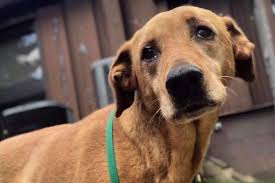 Maybe you would like to learn more about one of these? Fundraiser By One Of A Kind Pet Rescue Please Support Ruby S Leg Surgery