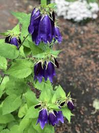 Check spelling or type a new query. Photo Of The Bloom Of Bellflower Campanula Sarastro Posted By Angievanisld Garden Org