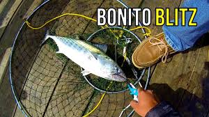 Destination, charter, or captain name: Spanish Mackerel And Bluefish Tacos Catch And Cook Youtube