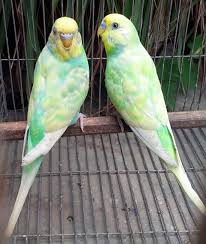 Found 150 budgies pets and animals ads from everywhere. Image Result For Rainbow Budgies For Sale Budgies Pet Birds Budgies Bird