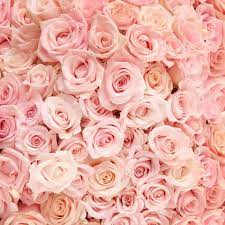 If you would like to send more of a romantic feel then mix dark shades with light shades of pink in the flowers you give… 21 Special Rose Color Meanings Rose Flower Meanings For Valentine S Day