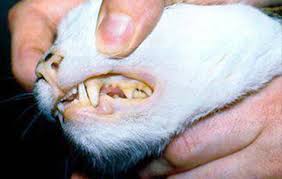 Anaemia In Cats International Cat Care