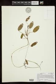 Image result for Potamogeton richardii