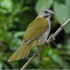 Canto De Trinca Ferro No Mato Pin Em Aves