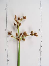 Image result for Schoenoplectus sp.no.3