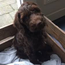 He was bred to be the world's first hypoallergenic guide dog, for visually impaired families who were allergic to dogs by the australian guide dog services. 16 Best Australian Labradoodle Ideas Australian Labradoodle Labradoodle Harvey