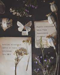 Permillion44 Instagram Curated Nature Dried Flowers Witch Aesthetic Magic Aesthetic