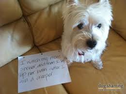 I Watch Mom Shower Dog Shaming Westie Dogs Cute Little Dogs