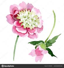 Bilder finden, die zum begriff schöne blumen passen. Schone Rosa Pfingstrose Bluten Isoliert Auf Weissem Hintergrund Aquarell Zeichnen Kostenloses Stockfoto C Andreyanush 230383530