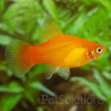 Pin On Underwater
