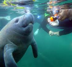 Any sirenian mammal of the genus trichechus, occurring in tropical coastal waters of. Fact Or Fiction The Age Of A Manatee Can Be Determined By Their Teeth Crystal River Homosassa Three Sisters Spring