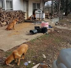 It's also free to list your available puppies. Paws 4 The Cause Needs Help Caring For Dozens Of Dogs Abandoned Outside Vacant Home Community Wdrb Com