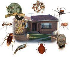 They do bed bug removal, cockroach control, and we have been providing service since 10 years in every corner of the country. 23 Pest Infographics Ideas Pests Pest Control Stink Bugs