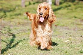Can Dogs Eat Multigrain Bread
