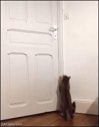 Amazing Cat Gifs Archives Page 24 Of 36 Cat Gif Website Cat Gifs Kitten Gifs For Cat Lovers Cat Gif Funny Cute Cats Crazy Cats