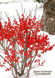 Planting some extremely cold hardy berry bushes in my front garden. Berry Poppins Winterberry Ilex Verticillata Winter Plants Winterberry Trees To Plant