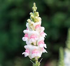 Image result for Antirrhinum