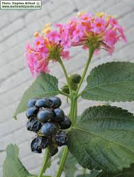 Image result for Lantana moldenkei
