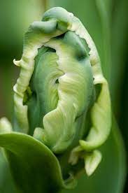 Pin By Julie Kastner On Plants Green Flowers Parrot Tulips Beautiful Flowers