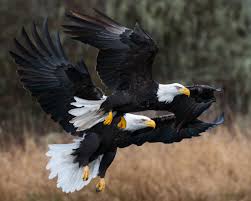 Check with park hq to match the trail to your skill level. Winter Migration Of Bald Eagles Skagit Eagle Festival Visit Skagit Valley North Cascades National Park To Farmlands To Salish Sea