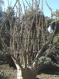 Image result for Sesamothamnus lugardii
