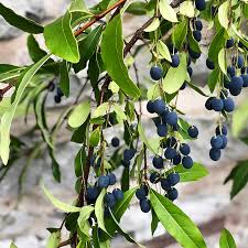 Image result for Chionanthus foveolatus