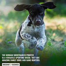 Maybe you would like to learn more about one of these? How To Breed German Shorthaired Pointers History Breeding Faq