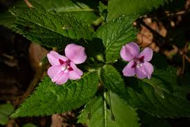 Image result for Impatiens sylvicola