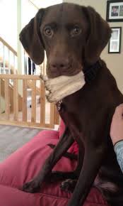 Douglas cuddle toy brown puppy dog spotted gray german shorthair pointer lab. I Love My Puppy She S A Chocolate Lab Pointer Mix And She S Almost 2 Years Old Puppies And Kitties Pointer Puppies Labrador Retriever Puppies