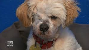 We are committed to facilitating the successful matching of families with their new best friend, making sure that they will become a valued addition to their lives, for the. Victorian Government Backflips On Pet Rescue Ban During Covid 19