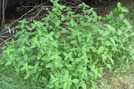 Image result for Dyschoriste radicans