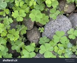 Image result for Marsilea minuta