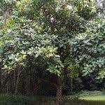 Image result for Tabernaemontana crassa