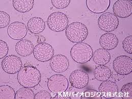 Peptide vaccines through recombinant dna technology. ä¸­å›½sinopharmç¤¾ æ–°åž‹ã‚³ãƒ­ãƒŠã®ä¸æ´»åŒ–ãƒ¯ã‚¯ãƒãƒ³ã®ç¬¬1ç›¸ã¨ç¬¬2ç›¸ã§å¥½çµæžœ æ—¥çµŒãƒã‚¤ã‚ªãƒ†ã‚¯online