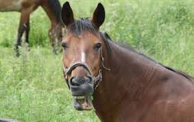 Hasten I Stallet Trana Gratis I Spel Biologi Elevspel