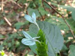 Image result for Ecbolium hastatum